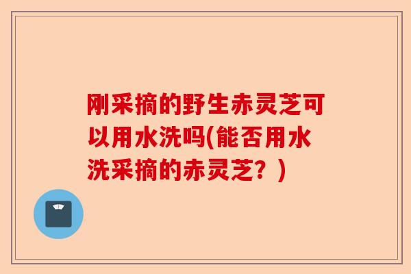 刚采摘的野生赤灵芝可以用水洗吗(能否用水洗采摘的赤灵芝?)-第1张图片-卓越灵芝孢子粉 刚采摘的野生赤灵芝可以用水洗吗(能否用水洗采摘的赤灵芝?)-第1张图片-卓越灵芝孢子粉