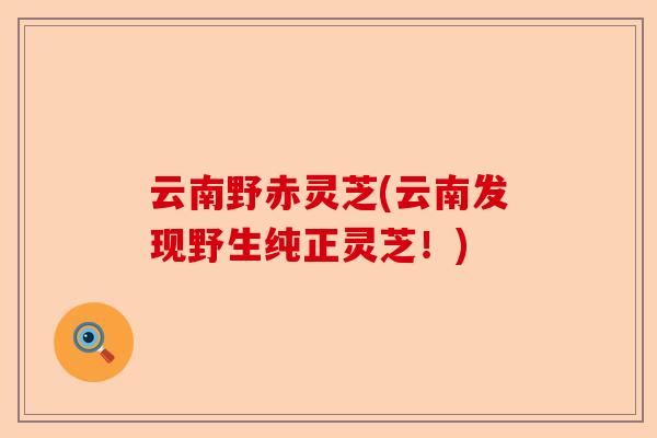 云南野赤灵芝(云南发现野生纯正灵芝!)-第1张图片-卓越灵芝孢子粉 云南野赤灵芝(云南发现野生纯正灵芝!)-第1张图片-卓越灵芝孢子粉