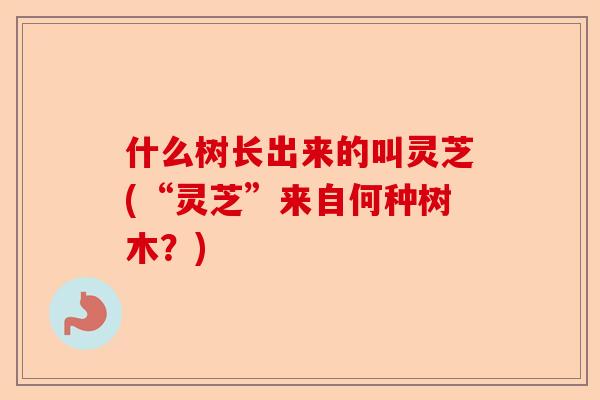 什么树长出来的叫灵芝(“灵芝”来自何种树木?)-第1张图片-卓越灵芝孢子粉 什么树长出来的叫灵芝(“灵芝”来自何种树木?)-第1张图片-卓越灵芝孢子粉
