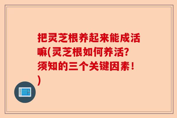 把灵芝根养起来能成活嘛(灵芝根如何养活？须知的三个关键因素！)-第1张图片-卓越灵芝孢子粉