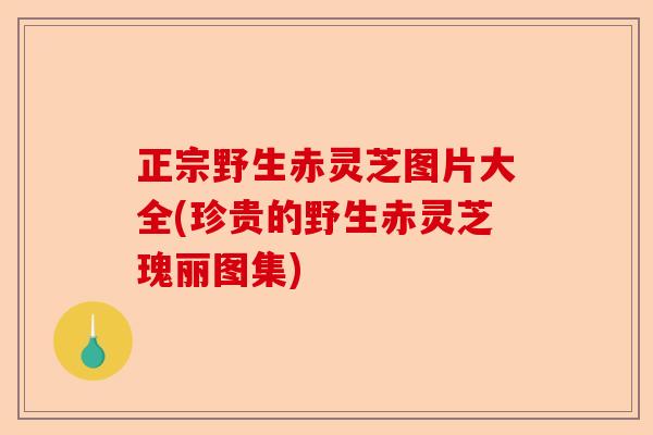 正宗野生赤灵芝图片大全(珍贵的野生赤灵芝瑰丽图集)-第1张图片-卓越灵芝孢子粉 正宗野生赤灵芝图片大全(珍贵的野生赤灵芝瑰丽图集)-第1张图片-卓越灵芝孢子粉