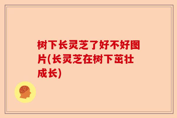 树下长灵芝了好不好图片(长灵芝在树下茁壮成长)-第1张图片-卓越灵芝孢子粉 树下长灵芝了好不好图片(长灵芝在树下茁壮成长)-第1张图片-卓越灵芝孢子粉