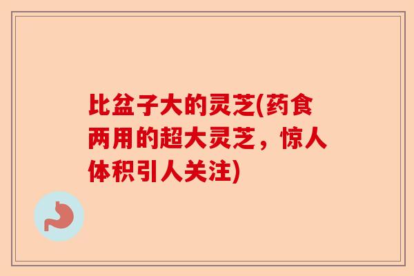 比盆子大的灵芝(药食两用的超大灵芝，惊人体积引人关注)-第1张图片-卓越灵芝孢子粉