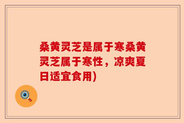 桑黄灵芝是属于寒桑黄灵芝属于寒性，凉爽夏日适宜食用)-第1张图片-卓越灵芝孢子粉